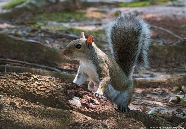 Curious Squirrel  Print