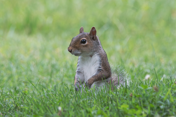 Eastern Gray Squirrel - Green Glow of Nature by Chad Meyer