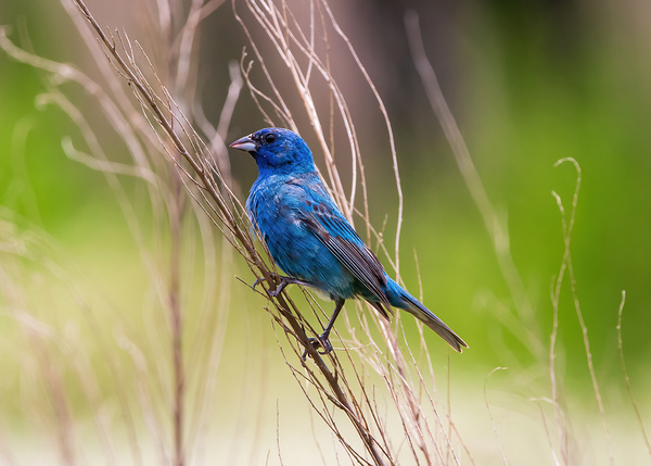 Indigo Bunting - Blue on the Breeze by Chad Meyer