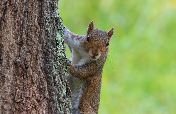 Surprised Squirrel  Print