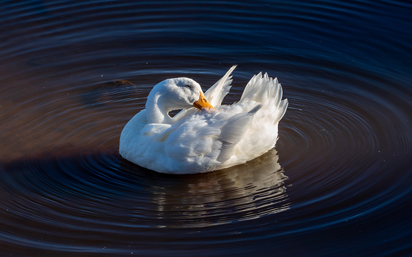 Golden Hour Grooming - Domestic Duck in Still Waters by Chad Meyer
