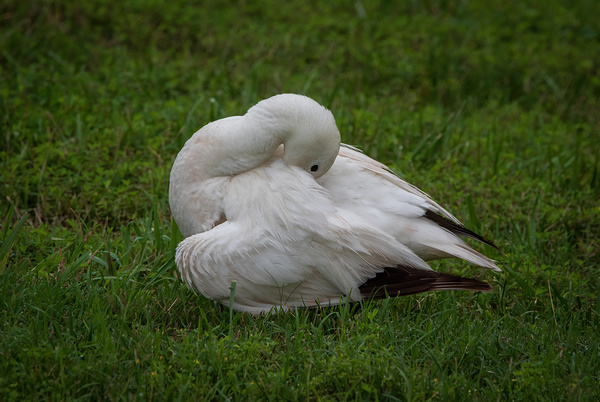 Ross Goose - Preen and Serene by Chad Meyer
