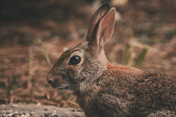 Eastern Cottontail - Backyard Close-Up by Chad Meyer