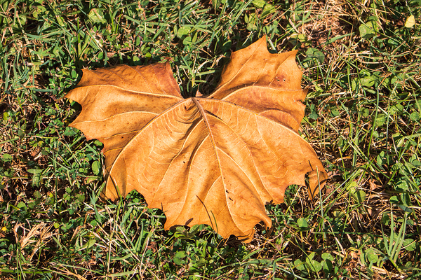 Sycamore Leaf on Grass by Chad Meyer