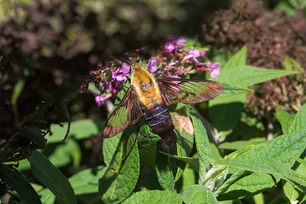  Snowberry Clearwing - Garden Hovercraft by Chad Meyer