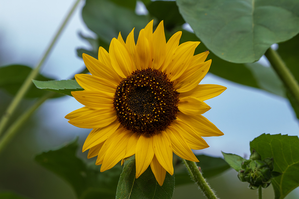 Common Sunflower - Summers Golden Star by Chad Meyer