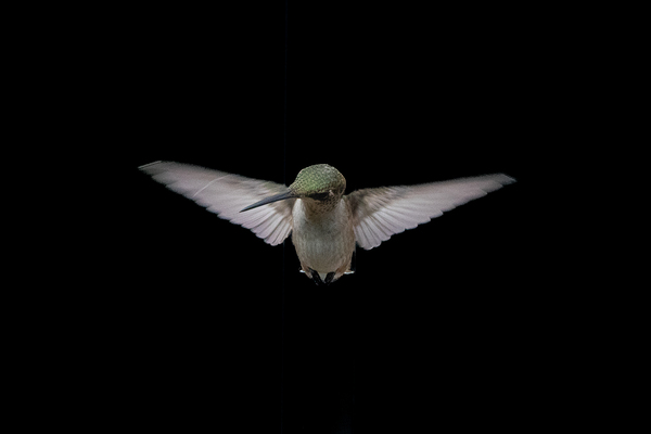 Suspended in Air - Ruby-throated Hummingbird in Flight by Chad Meyer