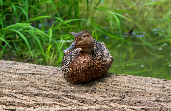 Mallard Dreaming - Pondside Snooze by Chad Meyer