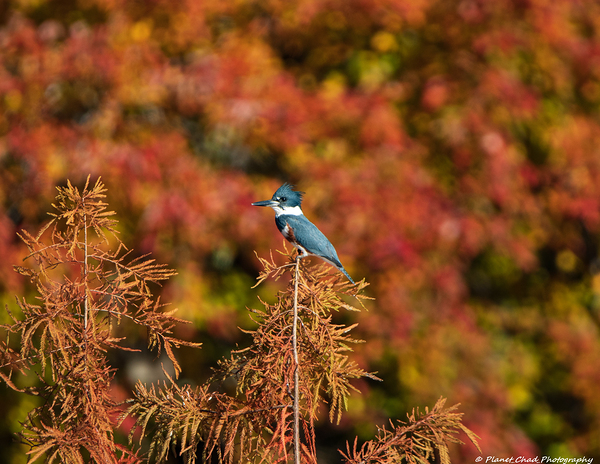 Kingfisher in Autumn Bokeh  Print