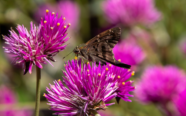 Long tailed Skipper on Purple Globe Amaranth by Chad Meyer