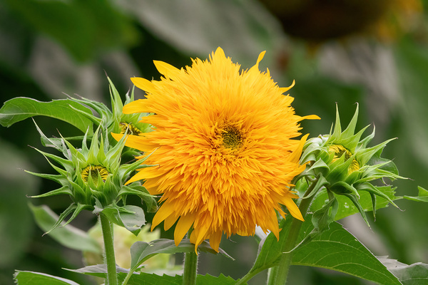 Teddy Bear Sunflower - Soft and Radiant by Chad Meyer