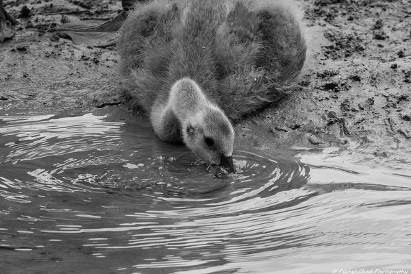 The Stillness of Nature: Gosling and Water Ripples   Print