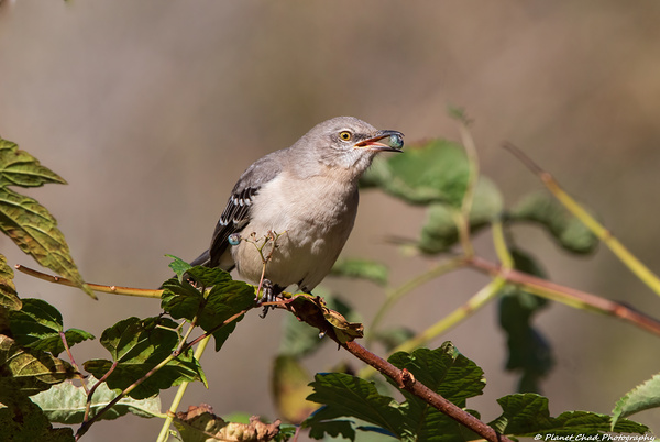 Northern Mockingbird - Berry in the Beak  Print