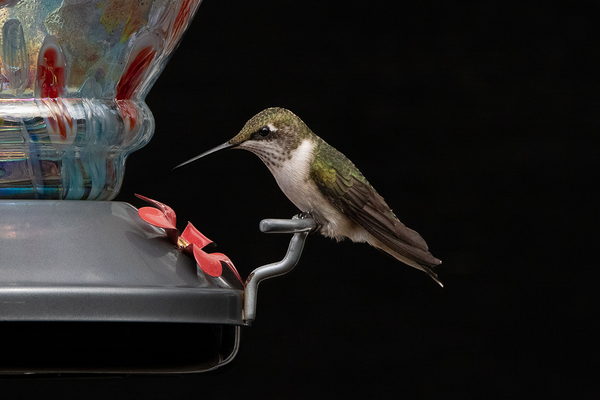 Emerald Pause - Ruby-throated Hummingbird at Feeder by Chad Meyer