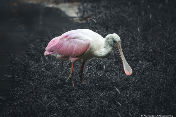 Roseate Spoonbill - Shades of Pink by Chad Meyer