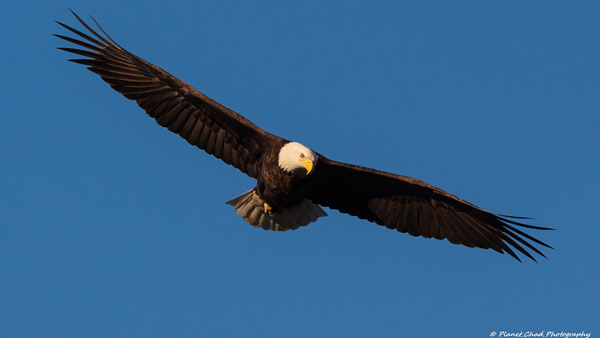 Bald Eagle - On The Hunt  Print