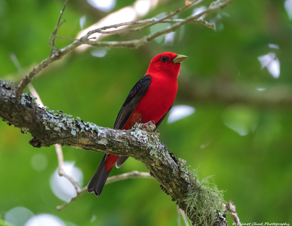 Scarlet Tanager Print