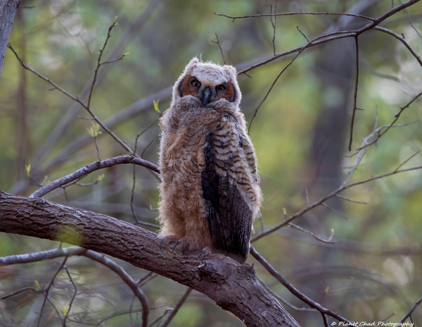 Great Horned Owlet  Print