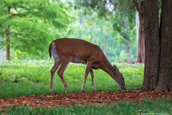 Morning Grazing  Print