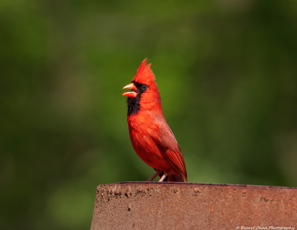 Singing Cardinal  Print