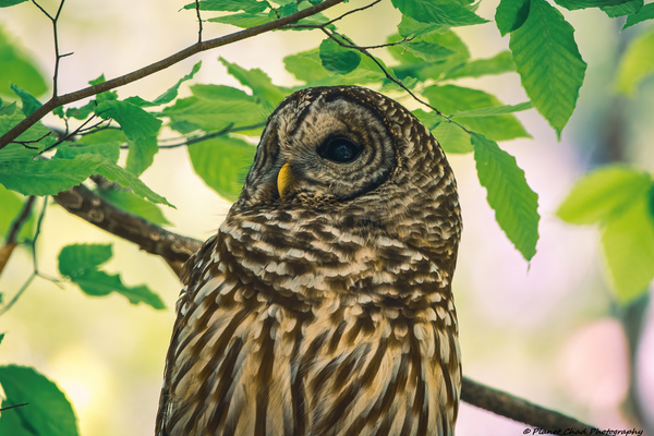Barred Owl - Reflection  Print