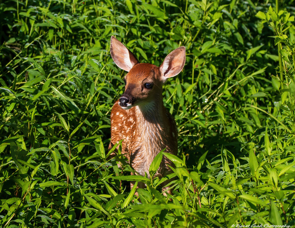 Adorable Fawn by Chad Meyer