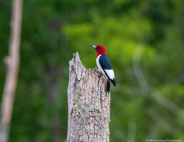 Red Headed Woodpecker Snack Time by Chad Meyer