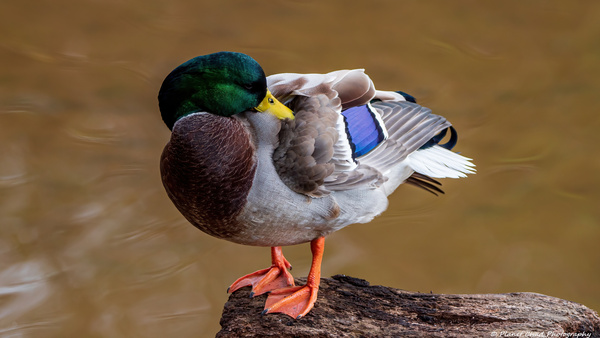 Preening Mallard  Imprimer