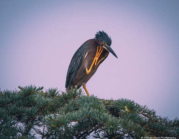 Green Heron - Talk To The Hand  Print