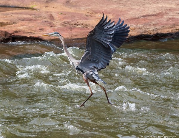 Great Blue Heron - Walking On Water  Print
