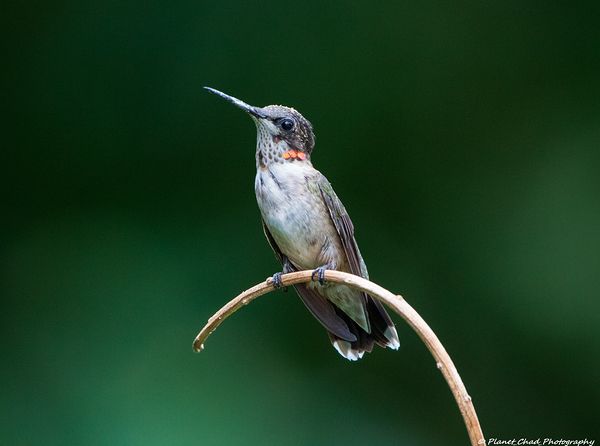 Juvenile Ruby-Throated Hummingbird by Chad Meyer