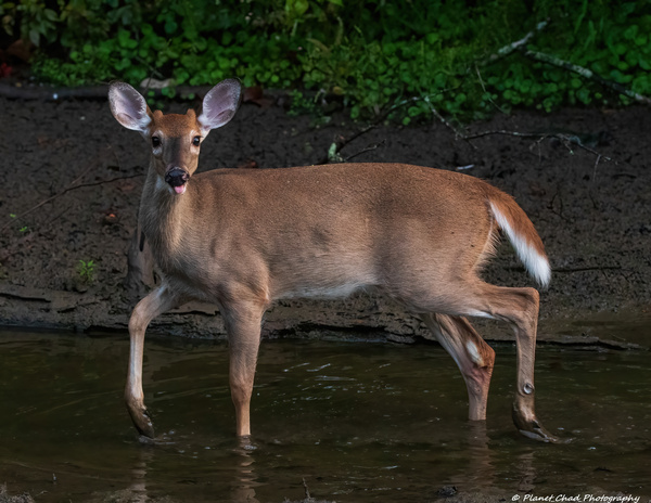 Playful Deer - Sticking Tongue Out  Print