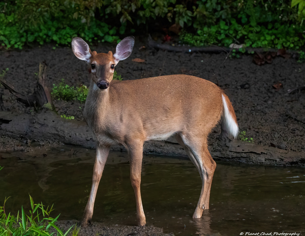 Playful White Tailed Deer in Creek  Print