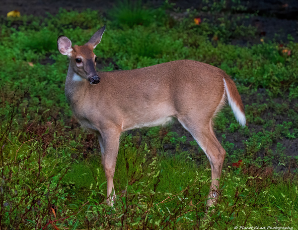 White Tailed Deer - Morning Walk by Chad Meyer