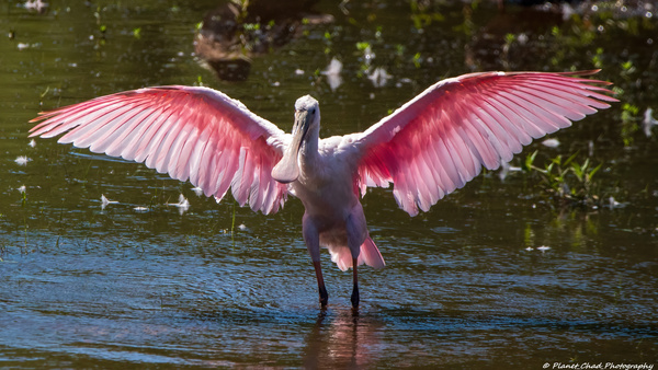 Roseate Spoonbill - I Believe I Can Fly  Imprimer