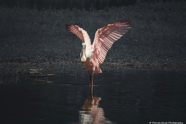 Roseate Spoonbill - Spread Your Wings by Chad Meyer