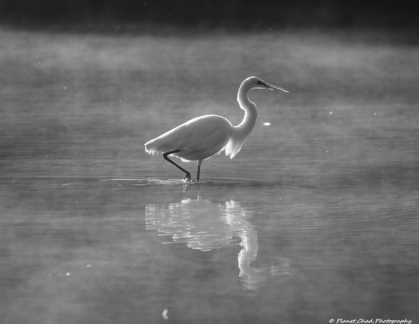 Great Egret - Foggy Morning by Chad Meyer