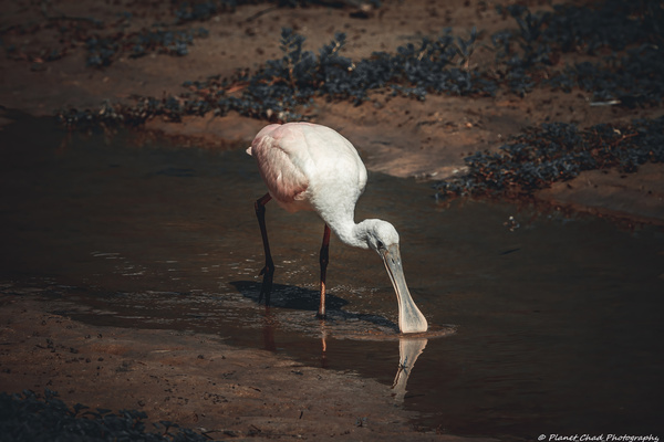 Beautiful Roseate Spoonbill  Print