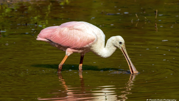 Spoonbill Feeding  Print