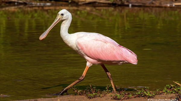 Spoonbill Model  Print