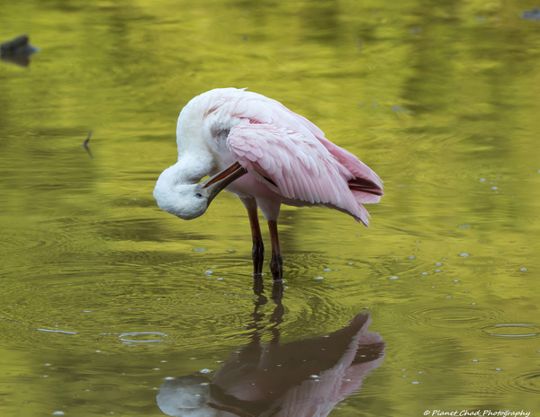 Preening Roseate Spoonbill  Print
