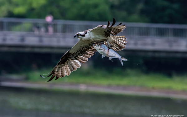 Osprey - Big Shad by Chad Meyer
