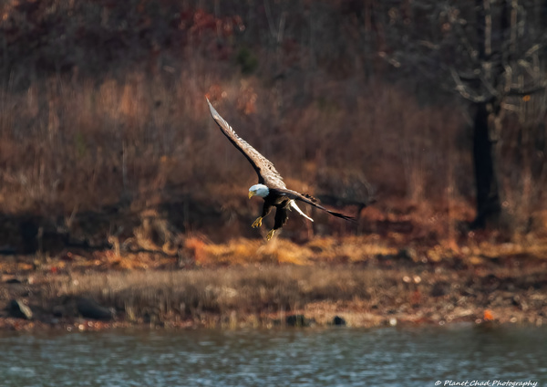 Bald Eagle - The Descent  Print