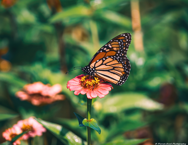 Monarch Butterly - Zinnia Love  Print