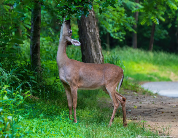 White Tailed Deer in Nature by Chad Meyer