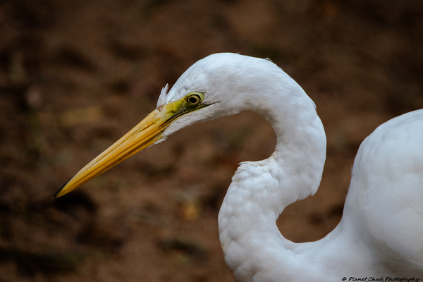 Great Egret - Portrait by Chad Meyer