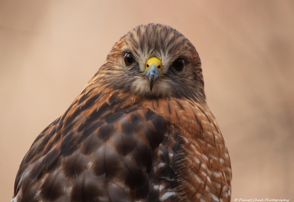 Juvenile Red Shouldered Hawk Portrait by Chad Meyer