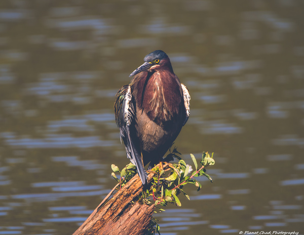 Green Heron - Majestic by Chad Meyer