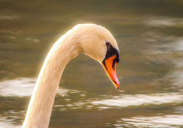 Mute Swan - Morning Glow  Print