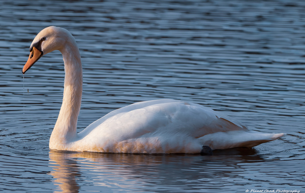 Swan Lake by Chad Meyer